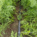 Zona de riego por goteo para ahorro de agua de zanahoria